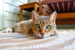Cat Carpet 2 300x200 1 Cat Carpet 2 300x200 1