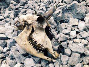 Skull 300x225 1 Skull 300x225 1