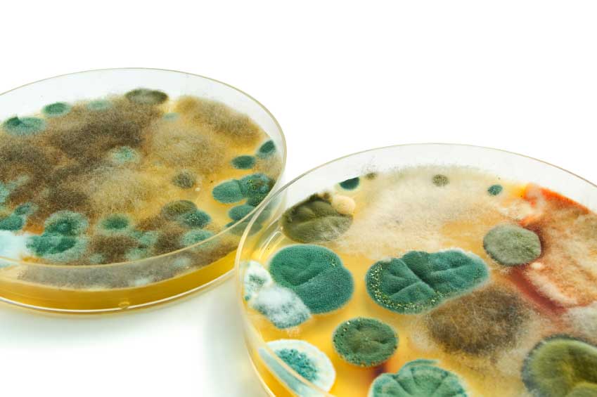 Mold Remediation And Restoration Image Mold Remediation And Restoration Image